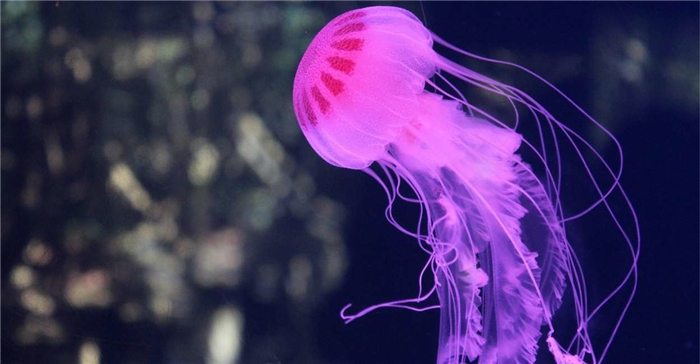 Sueño de medusa - 35 escenarios y sus interpretaciones