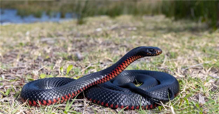 Soñar con una serpiente negra - 35 tipos e interpretaciones