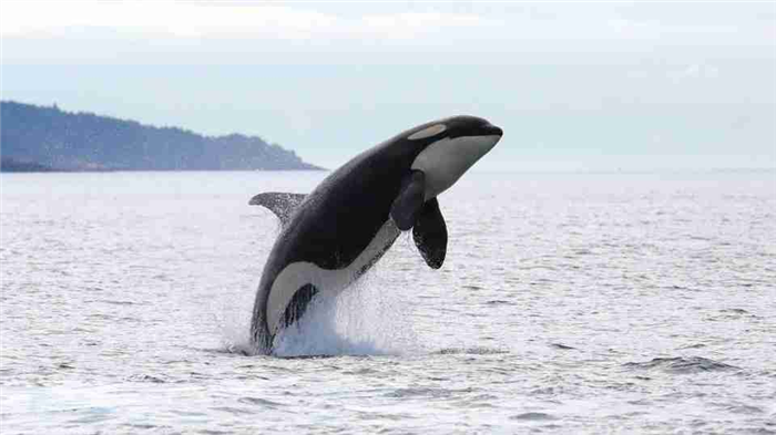 Soñar con ballenas 50+ tipos y sus significados