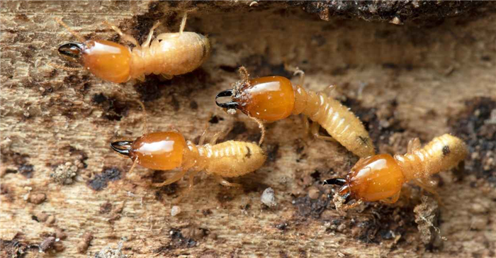 Las termitas en los sueños - 30 tipos y sus interpretaciones