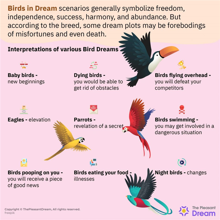 Soñar con pájaros - 124 escenarios y significados de los sueños