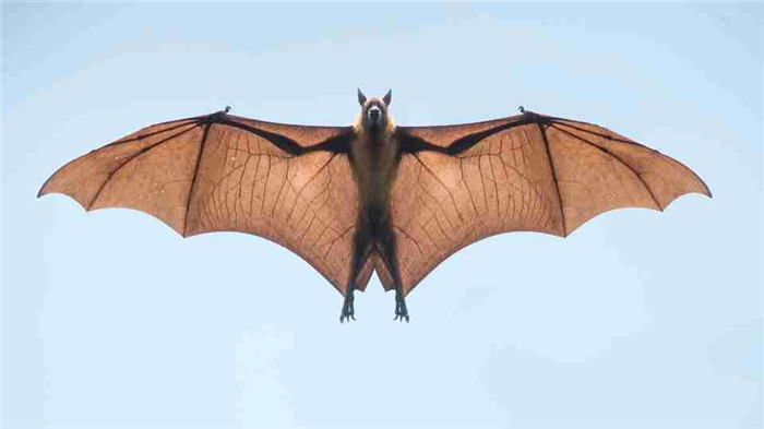 Soñar con murciélagos - más de 50 tipos y sus significados